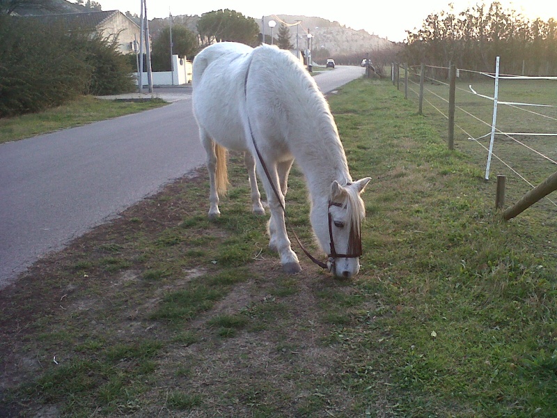 Présentation de mes loulou Img00410