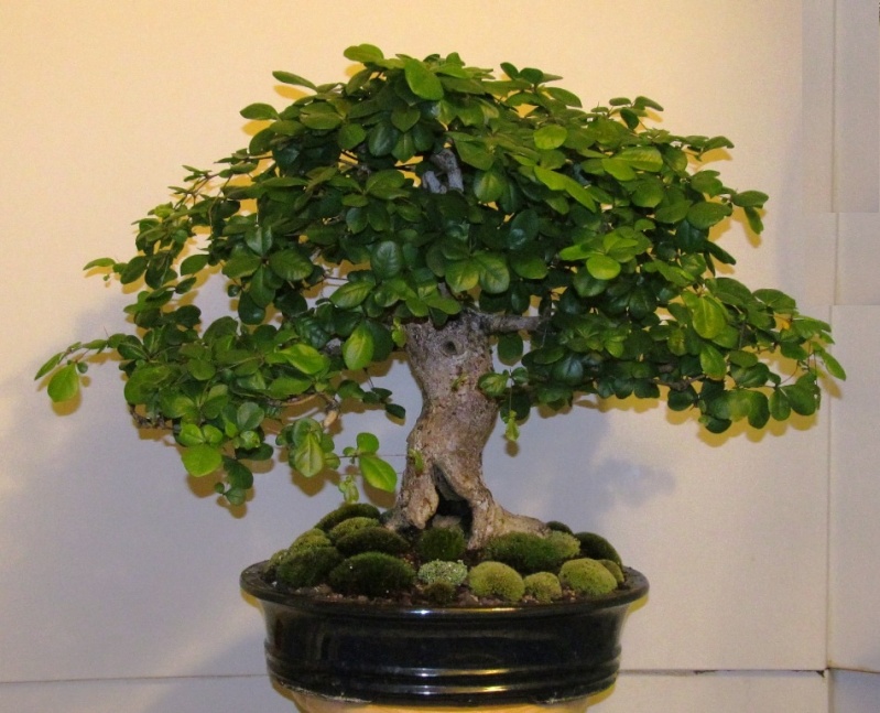 Bucida buceras - Black Olive 001314