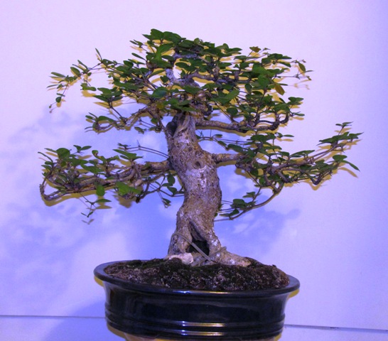 Bucida buceras - Black Olive 00718