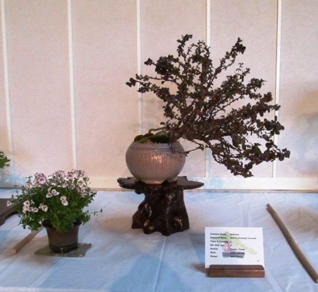 2012 Rocky Mountain Bonsai Society Trees 08510