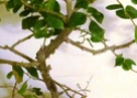 Grewia Occidentalis (Lavender Star Flower) questions... - Page 2 01010