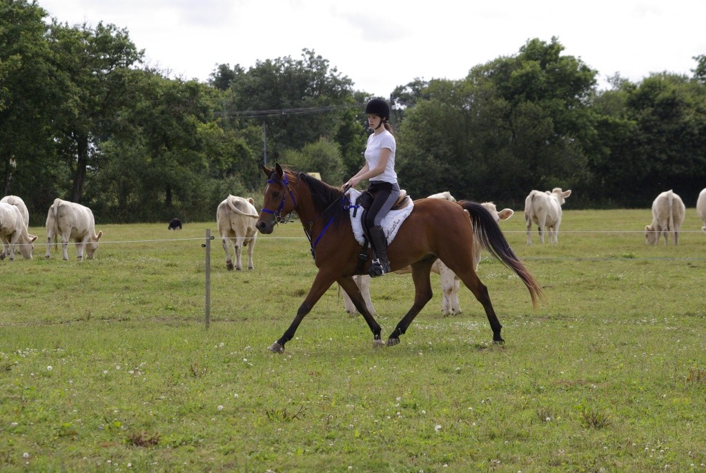 cherche petit cheval maître école pour ado 13910