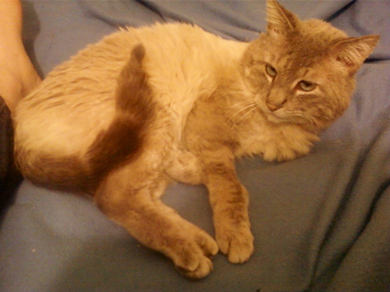 CLARENCE FIV+  Photo-11
