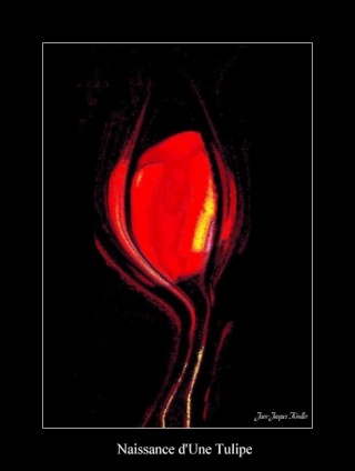 Solaire Tulip11