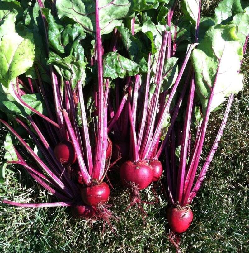 beet pic Beets10