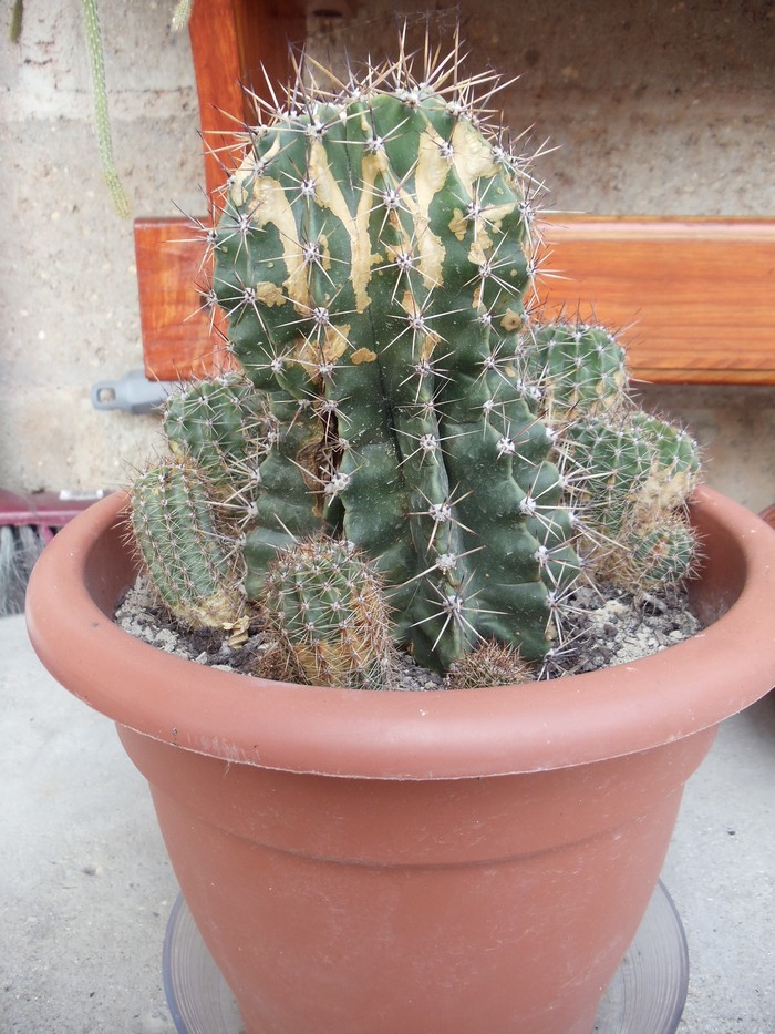 Cactus malades Dsc04710