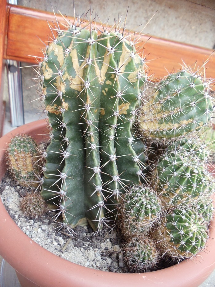 Cactus malades Dsc04711