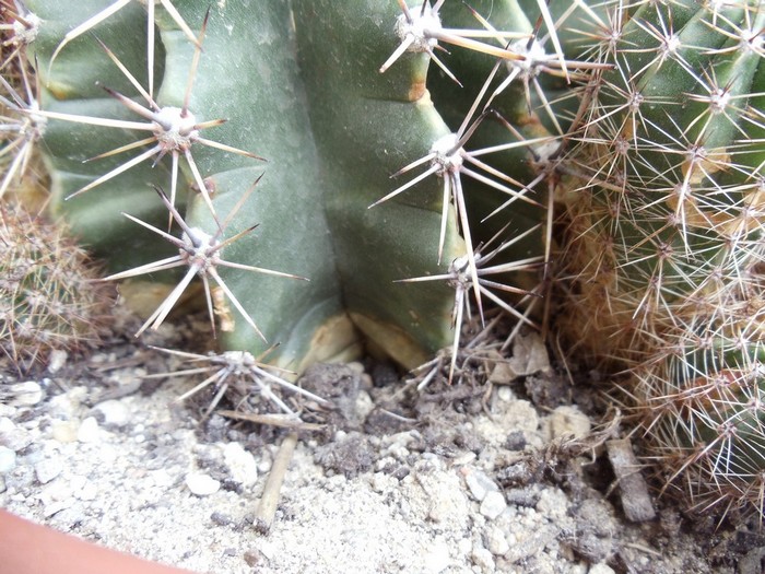 Cactus malades Dsc04712