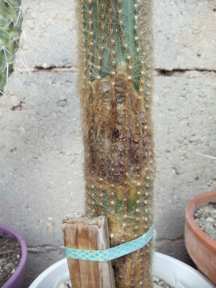 Cactus malades Dsc04812
