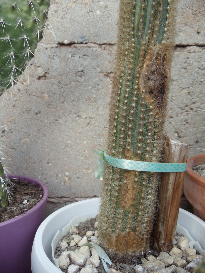Cactus malades Dsc04813