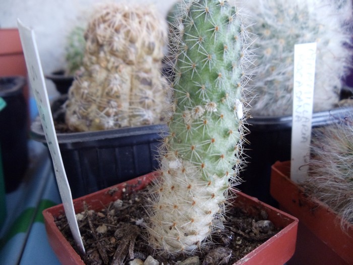 Cactus malades Dsc04815