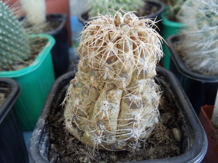 Cactus malades Dsc04816
