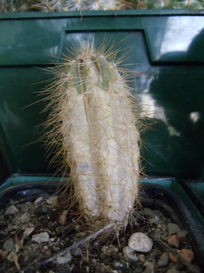 Cactus malades Dsc04817