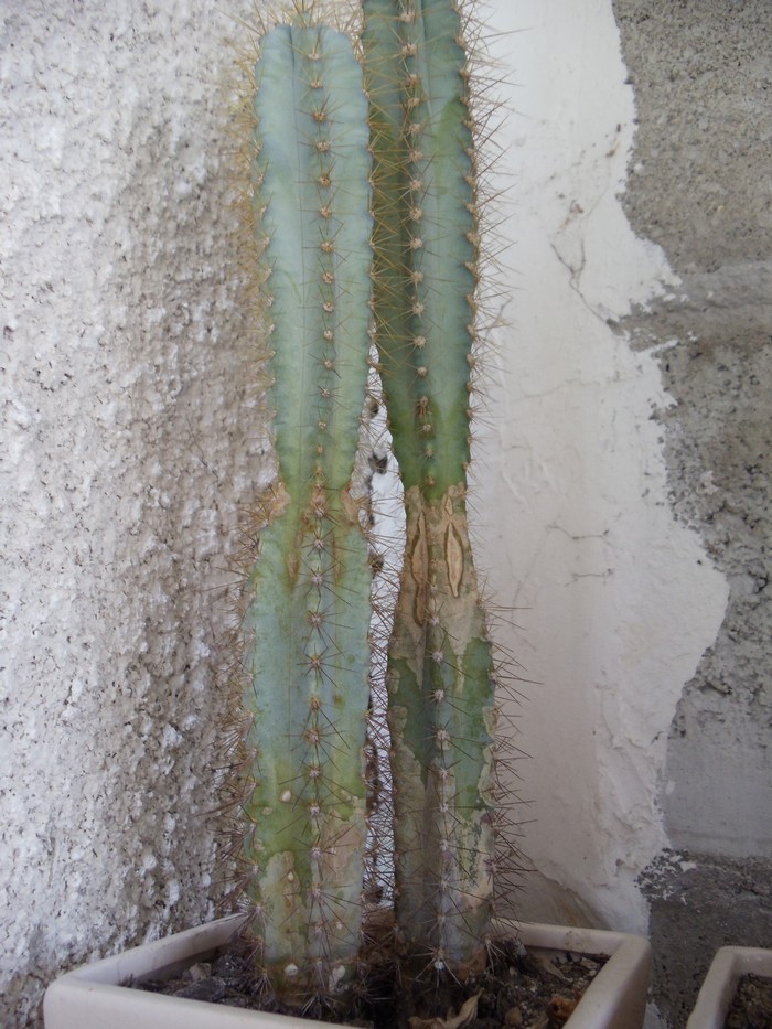 Cactus malades Dsc04818
