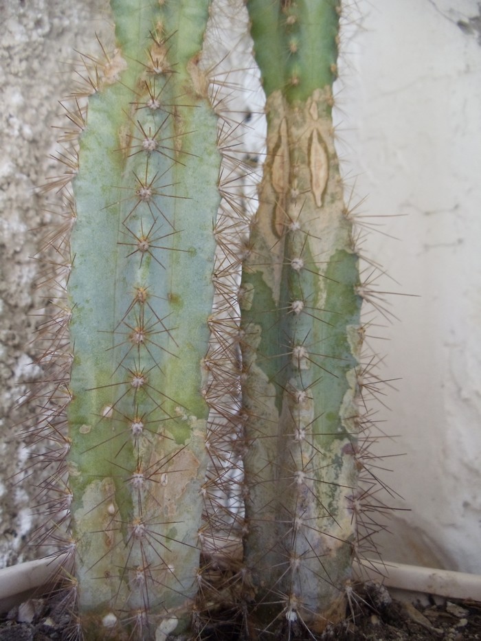 Cactus malades Dsc04819