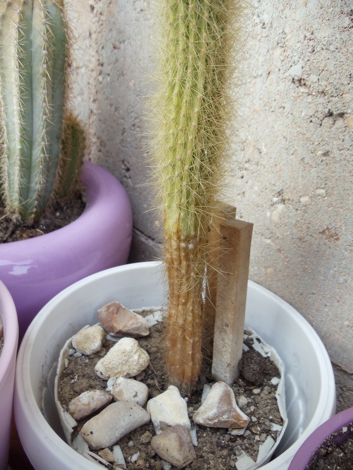 Cactus malades Dsc04824