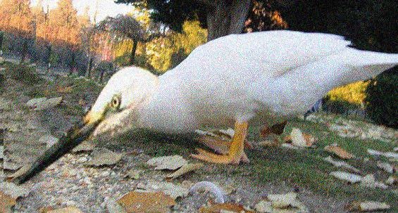 C'est quoi, cette bestiole? Oiseau10