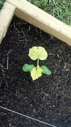 Yellow Squash leaves Yellow10