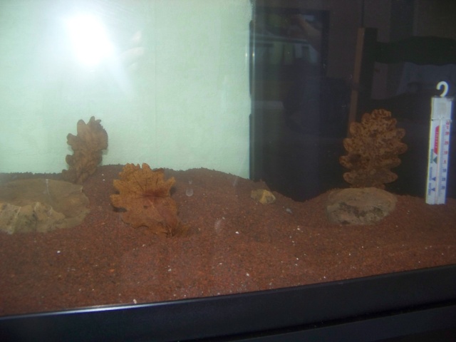 Mon aquarium 120L et mon aquarium 60L 101_1216
