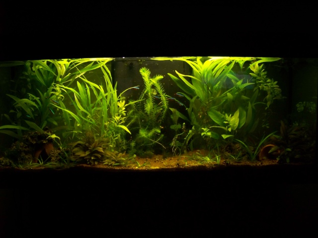 Mon aquarium 120L et mon aquarium 60L - Page 22 101_1622