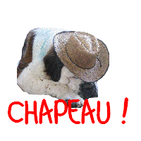 Nouvel élevage de st Bernard : des Alpages de la Croix - Page 4 30144410