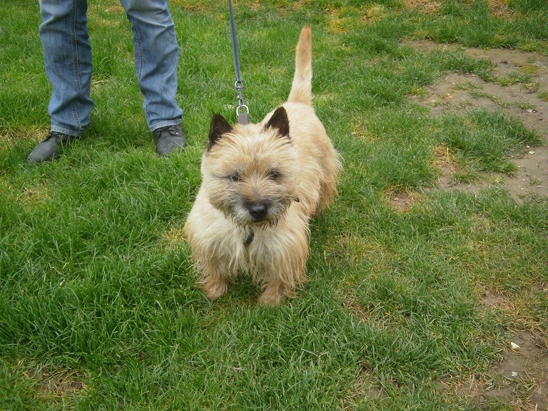 Babou- cairn terrier Babou_10