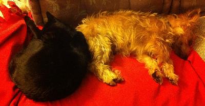 Chanel- cairn terrier 3 ans Channe11