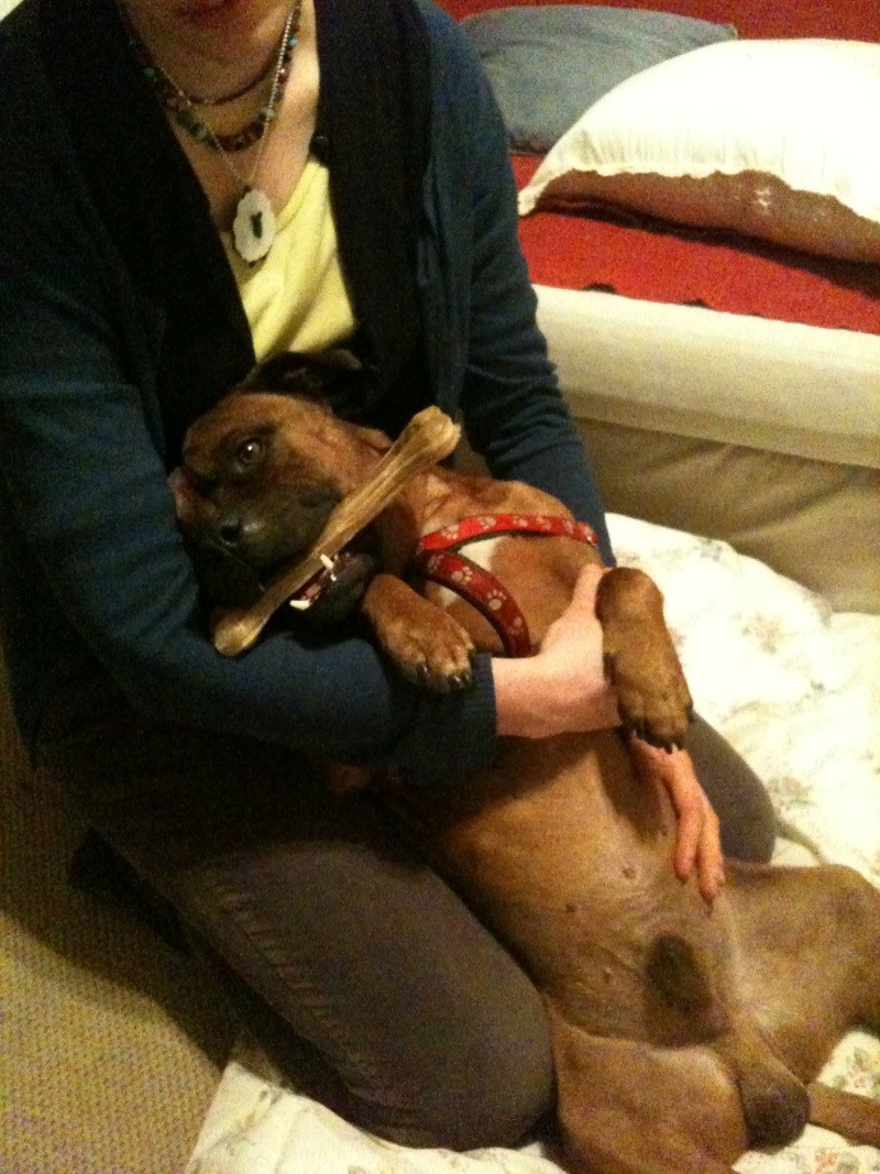 Max aka Piglet; rescued Staffie boy seeks his forever home Img_0812