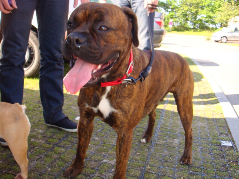 Gipsy  male boxer d'un an - Page 2 Dsc04014