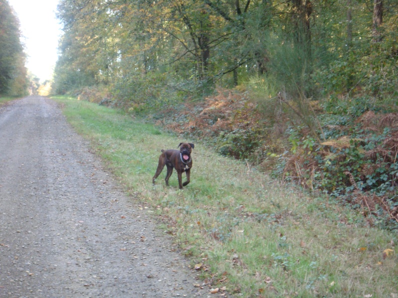 Gipsy  male boxer d'un an - Page 2 Dsc04411