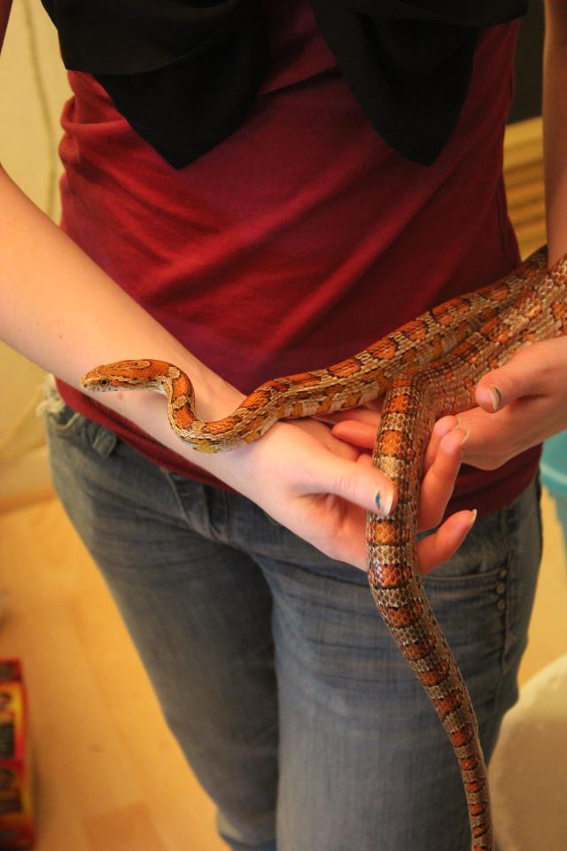 Mes deux  Pantherophis guttatus et le gecko léopard 42778211