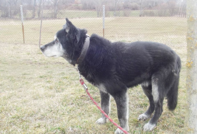 MORO x husky 12 ans ASSO: Miga ADOPTE Moro310