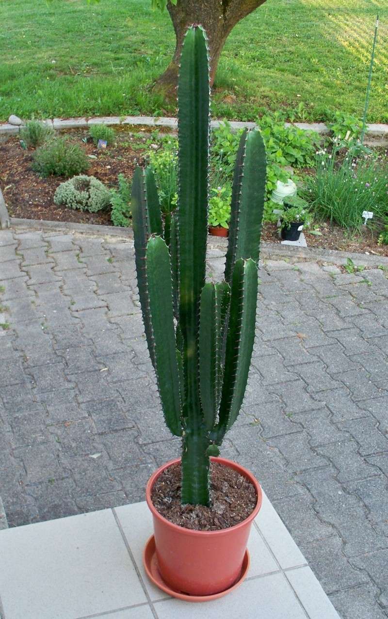 Euphorbia acrurensis Euphorbia acrurensis