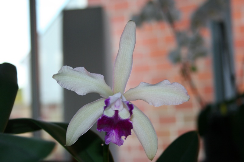 cattleya intermedia Laelia purpurata Img_2312