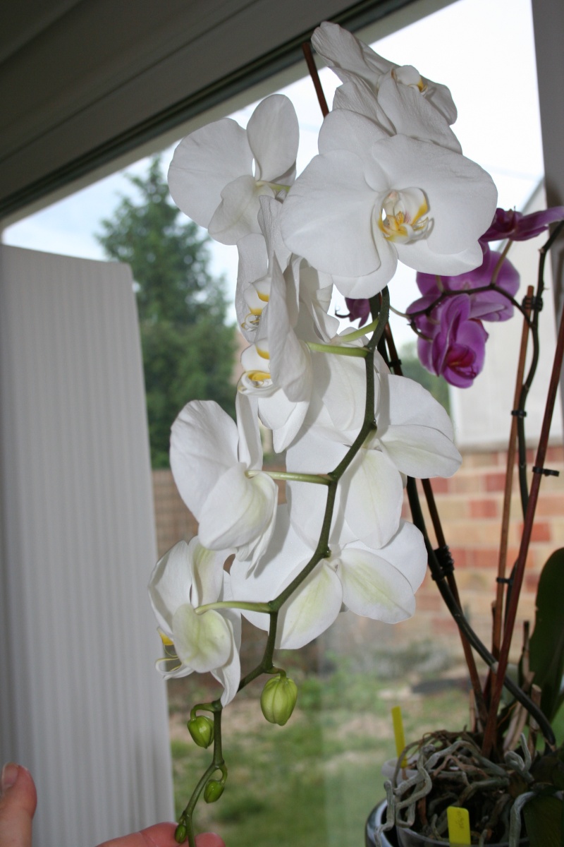 phal blanc tige florale 17 fleurs !!! - Page 2 Img_2319