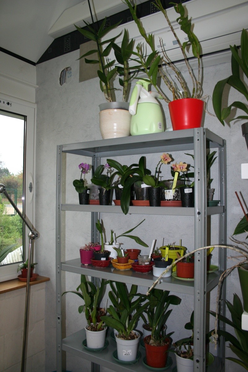  mon jardin d'orchidées ...avec exemple de plante en stress (avant et après )	 - Page 3 Img_2325