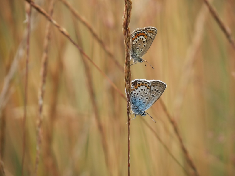 [Azuré de l'ajonc (Plebejus argus)] C'est quoi? Img_0810