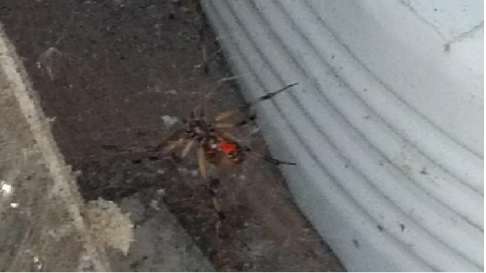 spiders Black_10