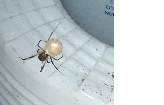 spiders Black_11