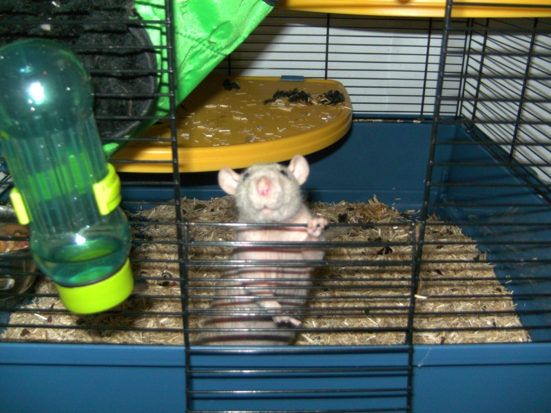 3 rats mâles adorables - Lyon Bild0110