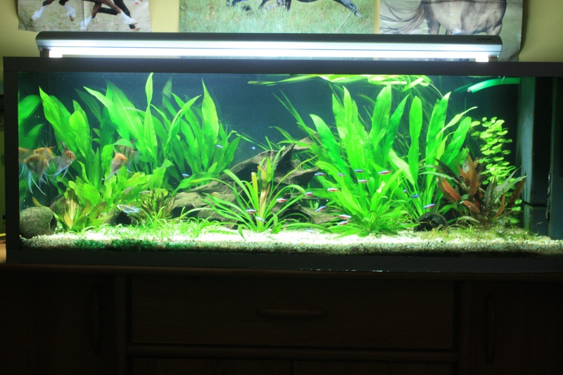 350l biotope amazonien - Page 4 00811