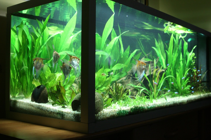 350l biotope amazonien - Page 4 01411