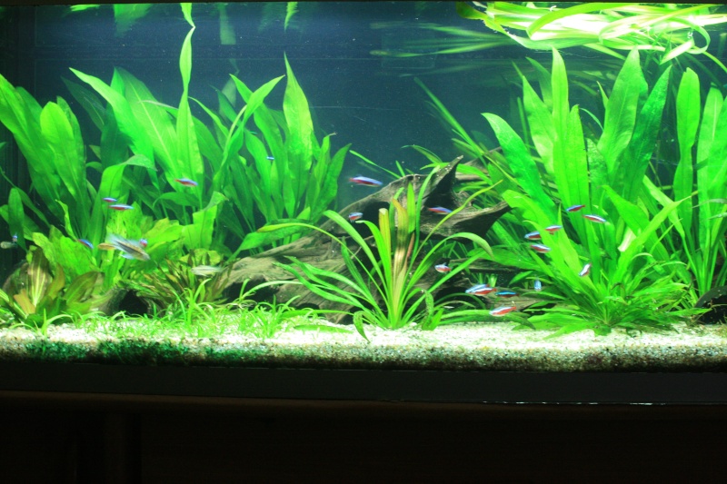 350l biotope amazonien - Page 4 03311