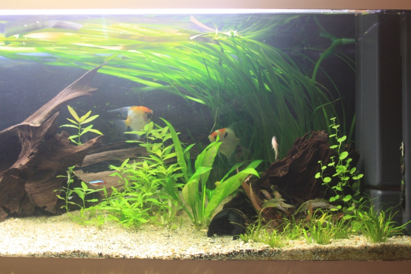 350l biotope amazonien - Page 2 03810