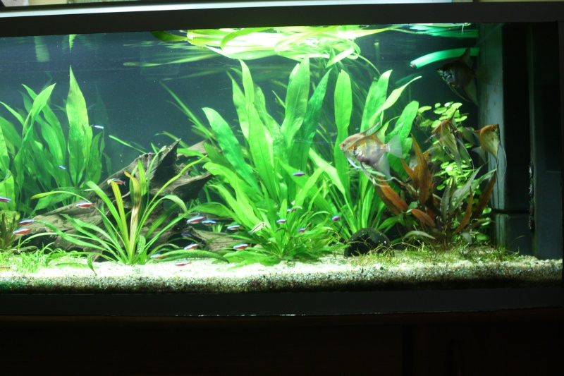 350l biotope amazonien - Page 4 04210