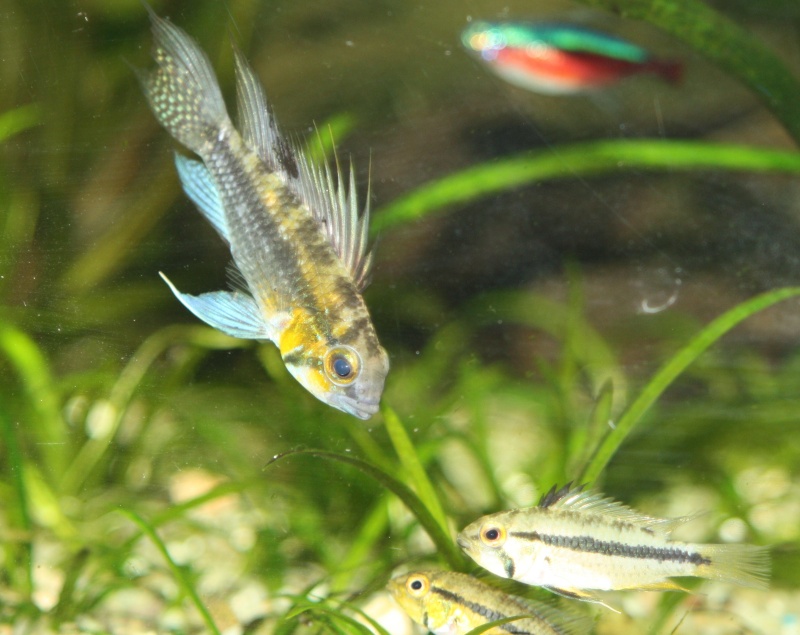 350l et apistogramma bitaeniata sauvage 04612