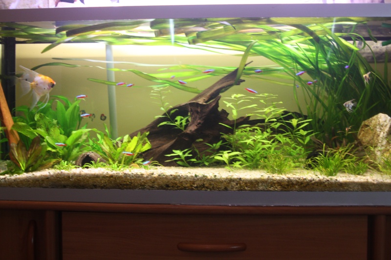 350l biotope amazonien 18710