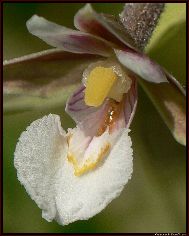 Emincé d'Epipactise palustris... 2012-036