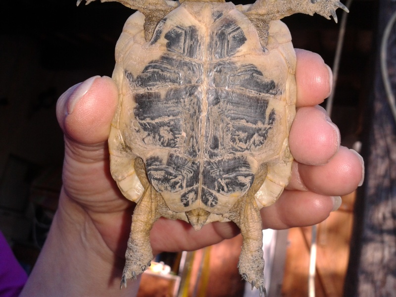 Poids des tortues 2012-017