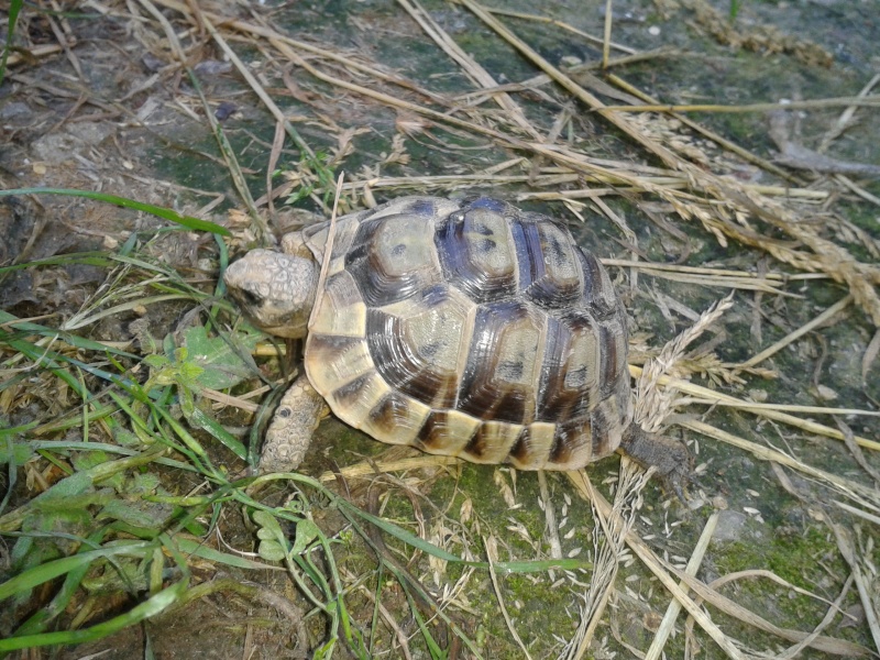 Espèces de mes tortues de terre 2012-019